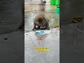 Let’s Get Breakfast #viralvideo #monkeyvideo #tuesday #slurpuff #shortvideo #funnymonkey