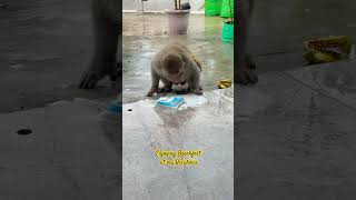 Let’s Get Breakfast #viralvideo #monkeyvideo #tuesday #slurpuff #shortvideo #funnymonkey