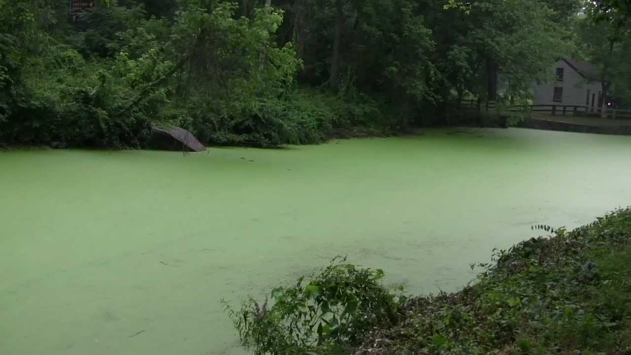 beaver slide & white, foamy discharge on C&O Canal above Lock 6