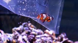 Pisces How To: Introducing Marine Life to Your Aquarium
