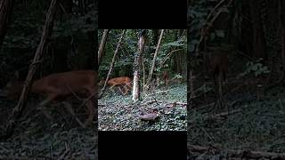 Perché i caprioli girano in tondo a giugno? 🦌🌲