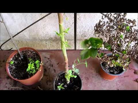 Video: Farmasi Hijau Di Rumah: Kalanchoe Degremona