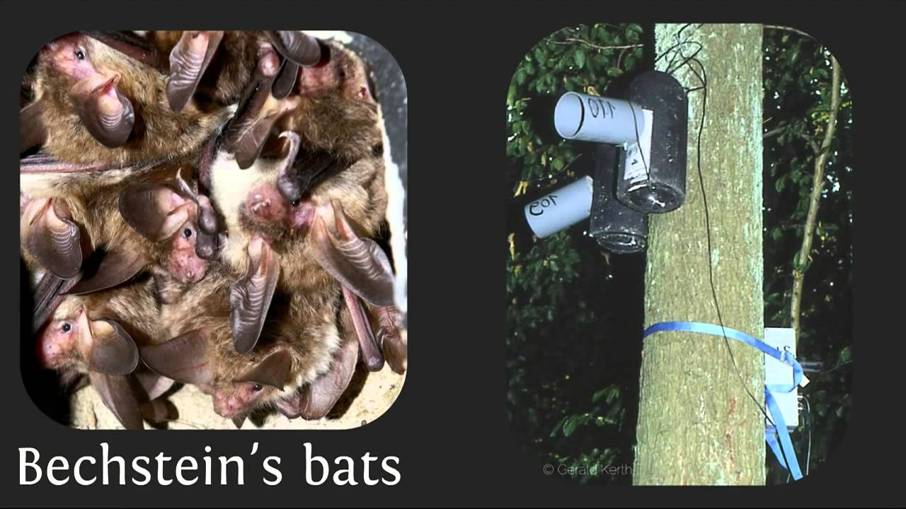 Nicolas Perony Puppies! Now that I've got your attention, complexity theory camera iphone 8 plus apk