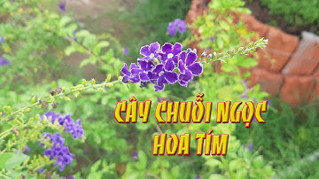 Cây chuỗi ngọc hoa tím kiểng đẹp trang trí sân vườn