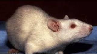 Laboratory rat | Wikipedia audio article
