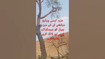نیو کرکٹ ویڈیو ویری ویری سیکس 