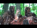 10 hour Forest Chipmunks and Squirrels - July 29, 2021