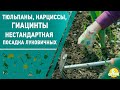 Тюльпаны, нарциссы, гиацинты. Нестандартная посадка луковичных. 6 соток 14.09.2020