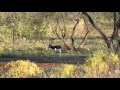 Wwr  22 black buck hunt