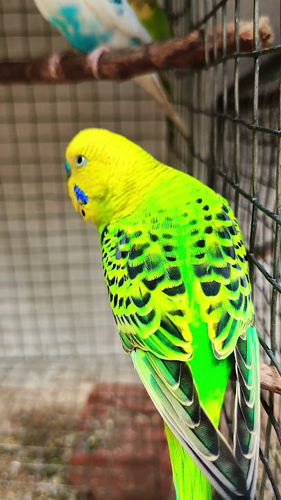 burung hijau Sa parrot