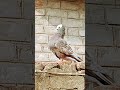 LAK KABUTAR@ 💯 🕊#fainatcutemoment #fancypigeon#pigeon #like #saskraeb #page #kabootar#pigeonlover 🤪🤪
