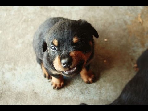 kÃ¶pek yavrusu ile ilgili gÃ¶rsel sonucu