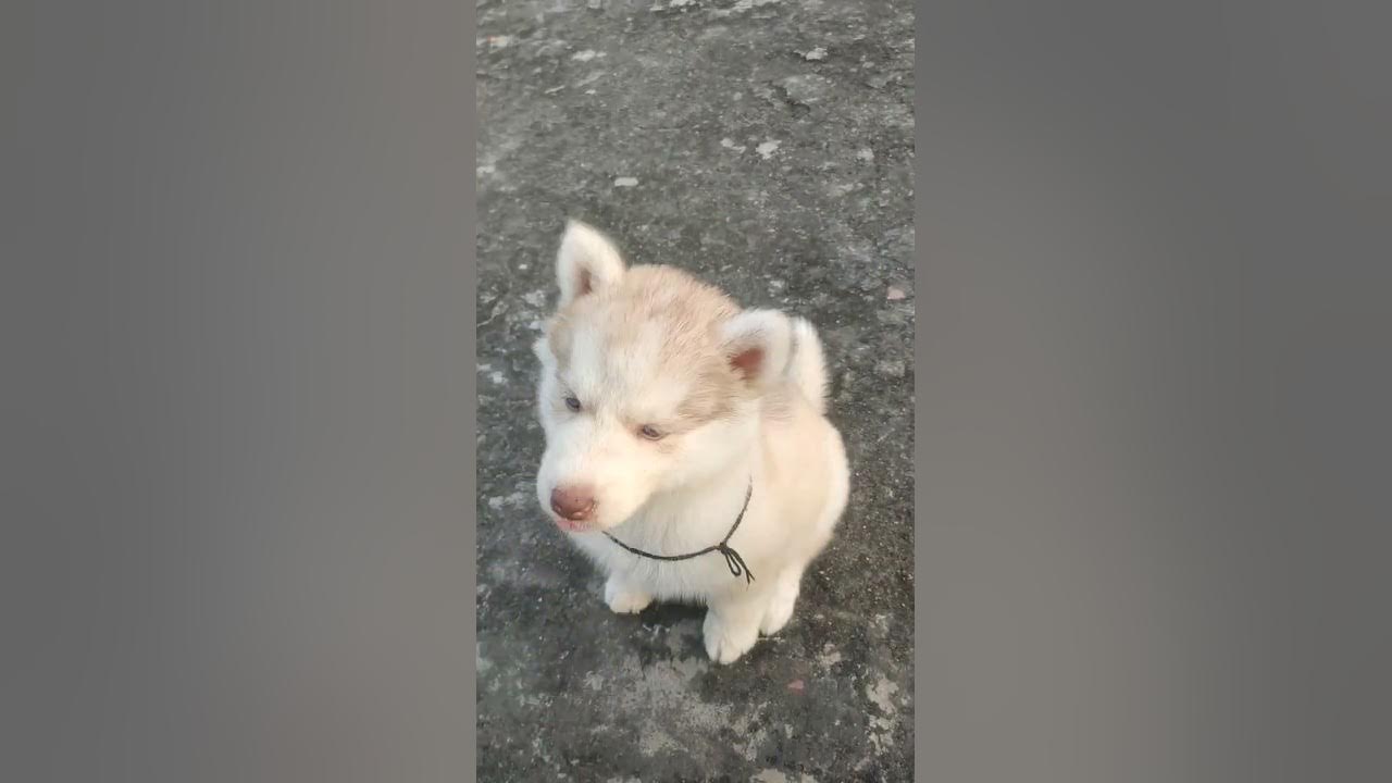 how to train my husky for siting command YouTube