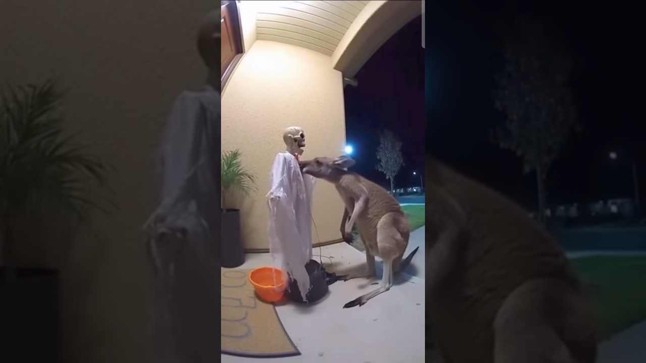 australian kangaroo 🦘 crazy moment 😂😂