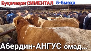 МОЛБОЗОР ХУДЖАНД Нарху навои букачахои майда ва калон СИМЕНТАЛХО АНГУСХО аз РОССИЯ нарху наво живой