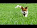 Happy small dog running in the grass