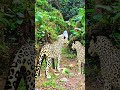 He Tried to Escape the Leopard 😳🔥#WildVFX #ManVsWild #VFXShorts #WildlifeDrama #CinematicShorts