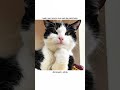 kash ❌ #cat #relatable #aestheic #funny #memes #shortvideos #popular #cute #comedy