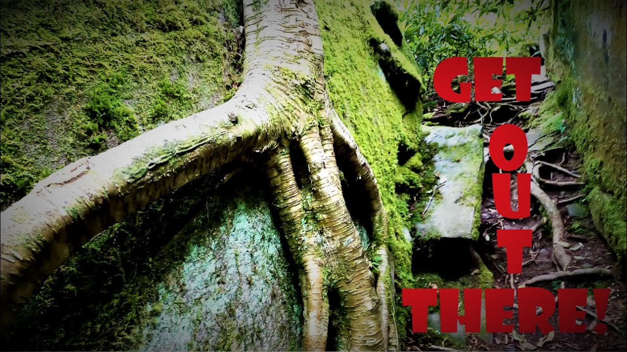 Falls Branch Falls Hike💦Tennessee