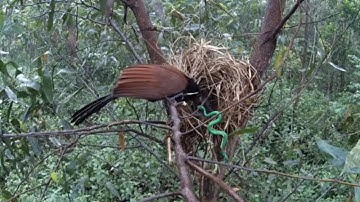 thử bỏ rắn xanh vào tổ chim bìm bịp và cái kết quá đắng cho con rắn