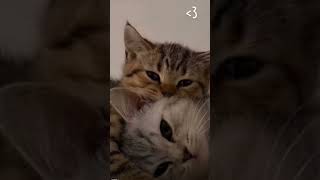  catqueen virals cute everyone