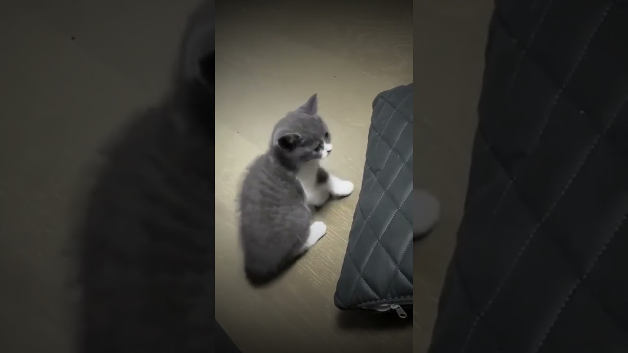 Adorable Kittens Getting Ready for Bed – The Cutest Sleepy Moments!