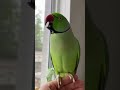 Ringneck Parrot can speak #ringneckparrot #parrot #parrottalking