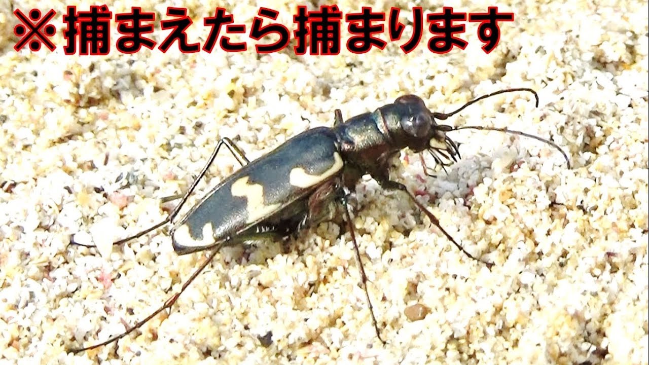 触ったら逮捕 離島の海岸でガチの絶滅危惧種に遭遇 Youtube