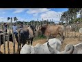 Feira do gado na Cidade de São Benedito Ceará dia 05/12/2020 a melhor da região.