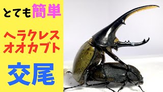 【簡単】ヘラクレスオオカブトを交尾させよう