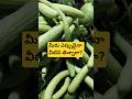 punjab కి వచ్చాక కొత్తరకం కూరగాయలను చూస్తున్నాను. long cucumber and radish pods#ytshorts feed