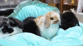【最終回】1ヵ月で約7倍の大きさに成長した赤ちゃんうさぎ【ホーランドロップ】