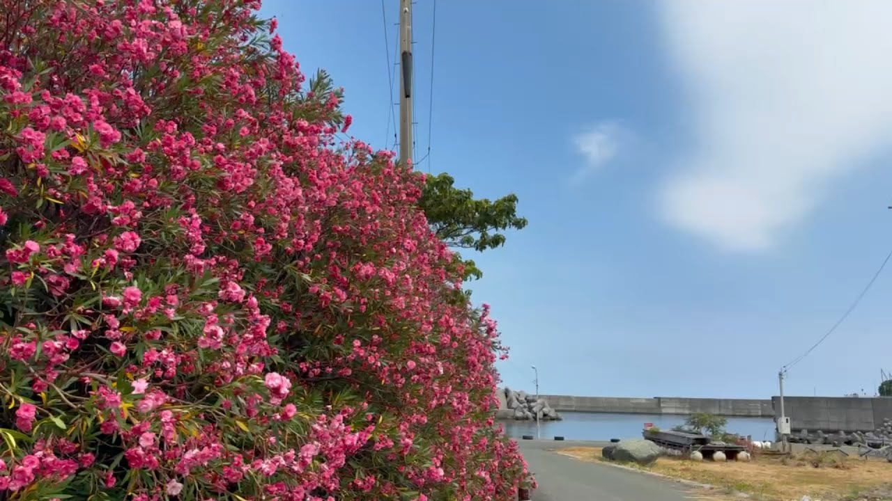 2026/07/30 真夏に鮮やかな花を咲かせる夾竹桃が咲き誇る櫛生漁港の