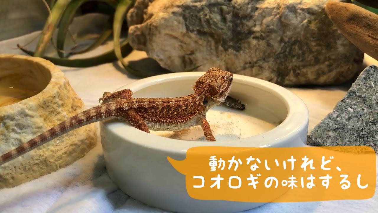 フトアゴヒゲトカゲ 冷凍コオロギを食べようの巻 Youtube