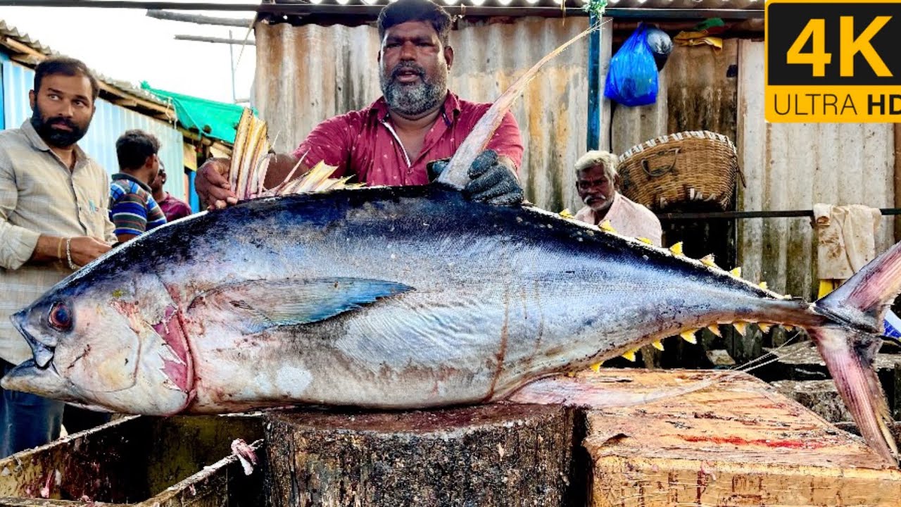 Видео разделки тунца/fishcuttingrs