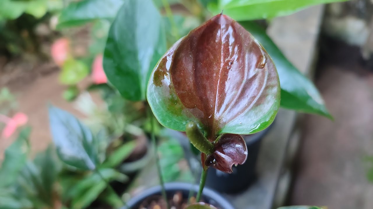 25 සහ 26 පැකේජ 💚🌺 #anthurium 