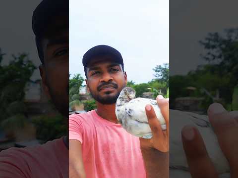 কোন ওষুধ খাওয়ালে কবুতরটি সুস্থ হবে একটু কমেন্ট করে জানাবেন 😭🕊😔 #sad #pigeon #shorts