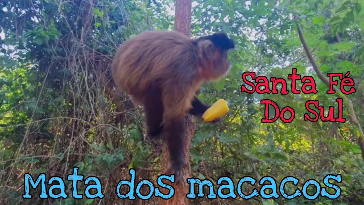 Mata dos macacos( Santa Fé Do Sul )
