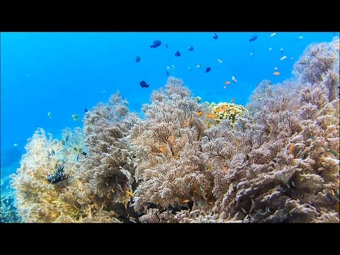 Diving at "The Drop-Off", Amed, Bali