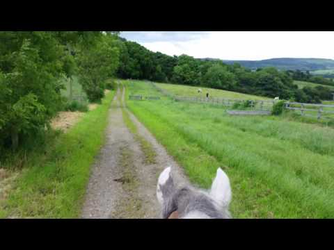 Video: Ride Out Storm în Siguranță Cu Animalul Tău De Companie