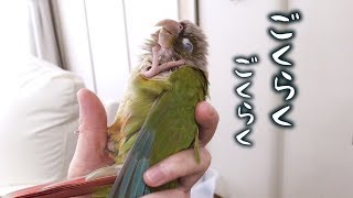 ひと風呂浴びて満足げなインコ　Parakeet Takes Bath and Feels Satisfied