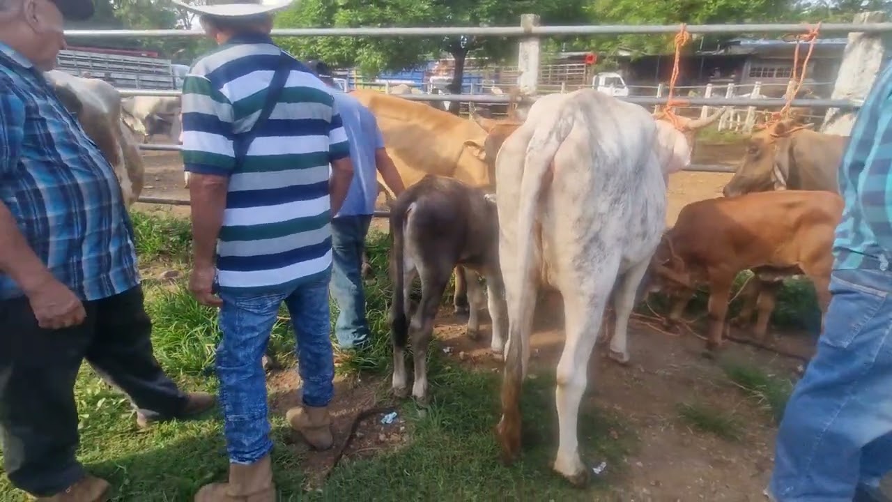 Miércoles 3 de septiembre 2025, tiangue de Nueva Guadalupe, San Miguel 