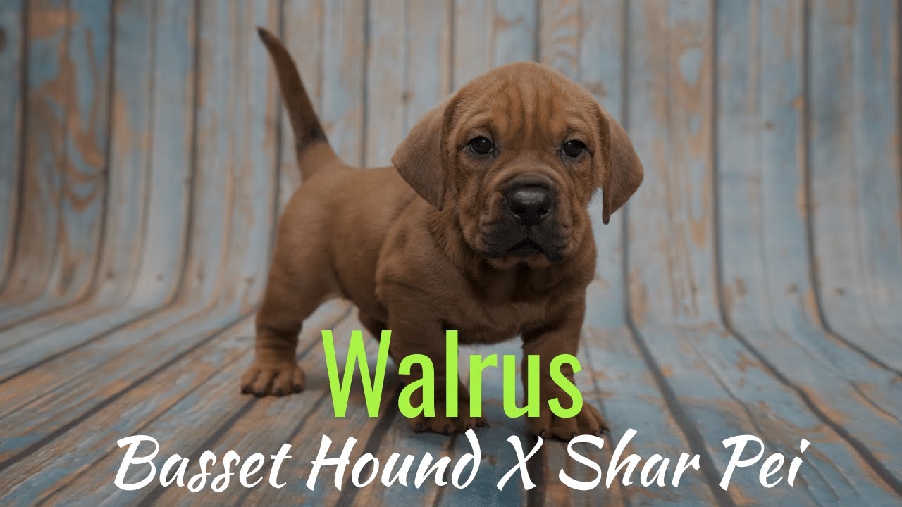 Walrus Puppy For Sale Red Chews A Puppy Youtube