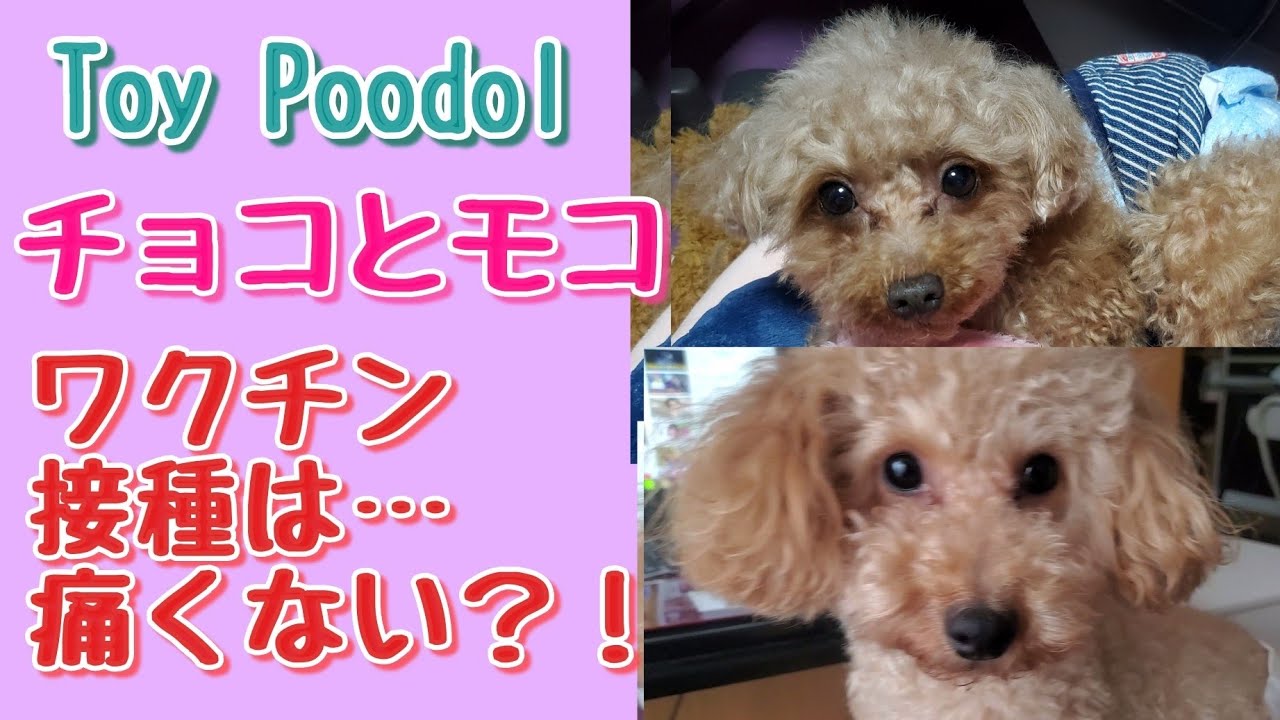 トイプードルchocoとmoco チョコとモコの狂犬病ワクチン接種は 痛くないよ Youtube トイプードルchocoとmoco チョコとモコの狂犬病ワクチン接種は 痛くないよ Youtube