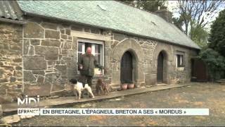 LE FEUILLETON : En Bretagne, l'épagneul breton a ses 'mordus'