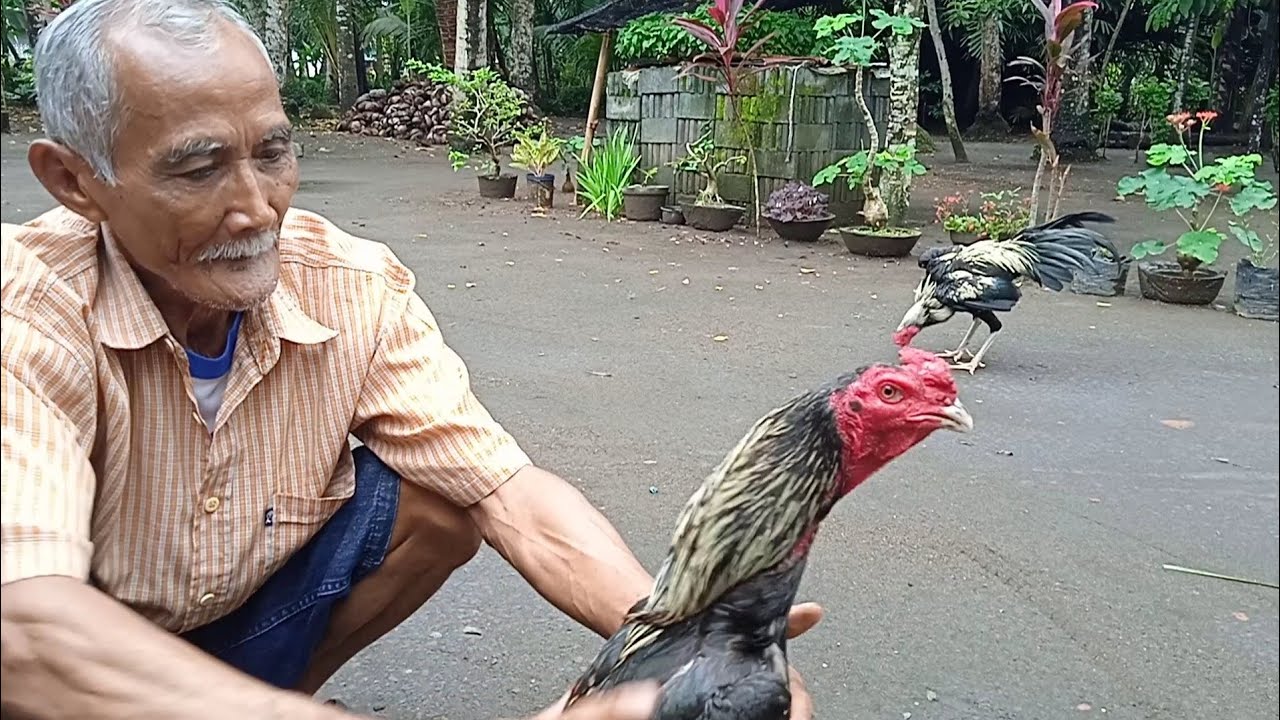 how to give herbs to roosters with natural traditional ingredients from