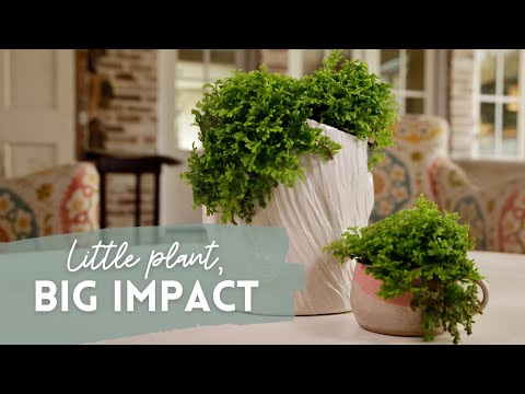 How to Use Moss for Simple Table Top Arrangement | Catherine Arensberg