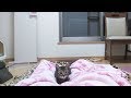 【カワイイ!】寝てたら子猫が寄ってきた!(20171118)【すず/コテツ】