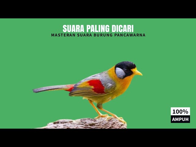 SUARA PALING DICARI : Masteran Suara Burung Pancawarna (100% AMPUH) class=