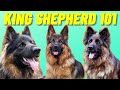 King Shepherd Facts - Top 10 Facts About the Mighty King Shepherd